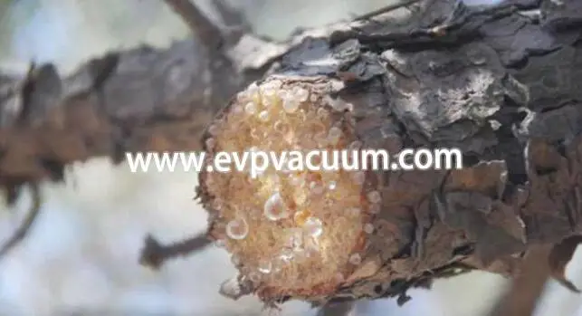 Rosin harvested directly from pine trees.webp